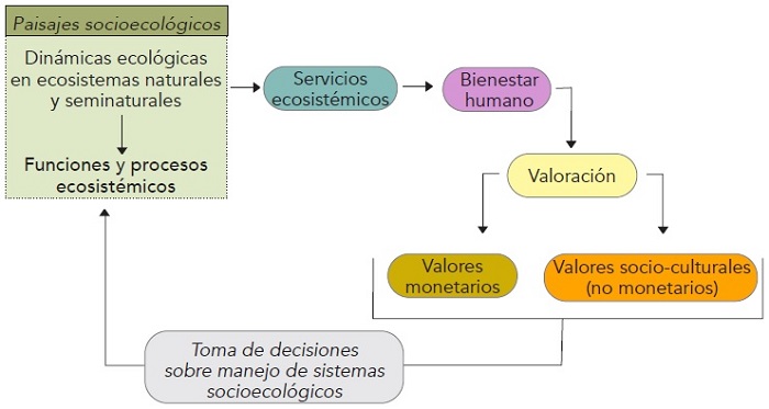 Diagrama basado en el modelo de &ldquo;cascada&rdquo; de los servicios ecosist&eacute;micos (Potschin-Young, Haines-Young, G&ouml;rg, Heink, Jax y Schleyer, 2018)