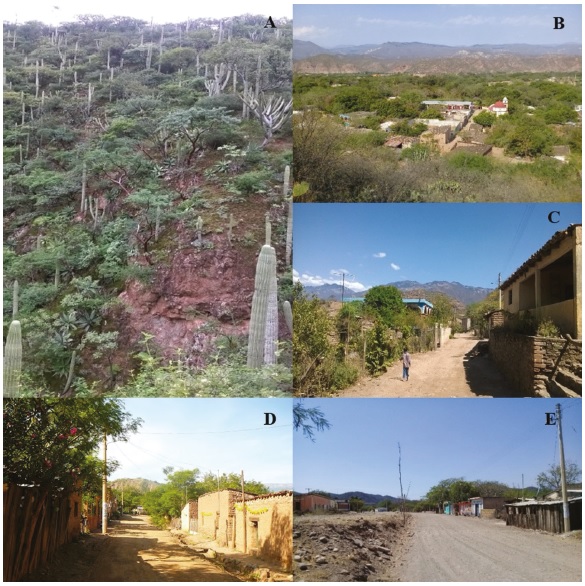 Entorno de Santiago Quiotepec Vegetación predominante: selva baja caducifolia y matorral xerófilo (A), vista panorámica del centro del pueblo (B), calles de Santiago Quiotepec (C, D y E)