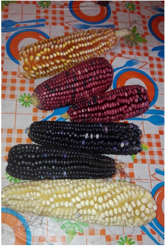 Mazorcas para intercambiar semillas