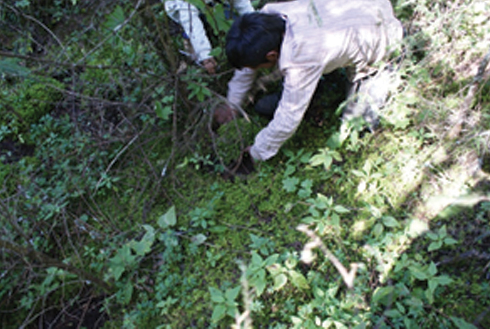 Extracción de musgo.