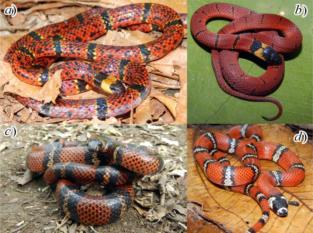 Coloración más común de la serpiente coralillo (Micrurus diastema).