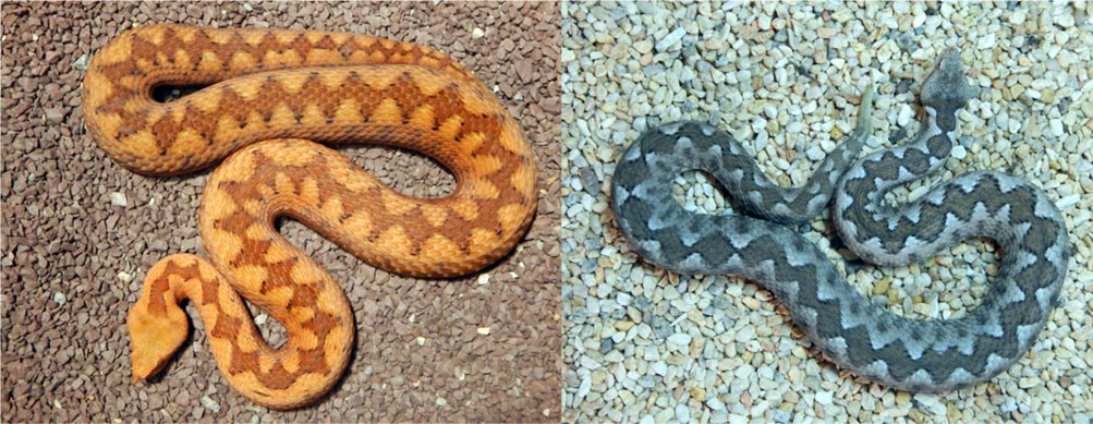 Patrón dorsal de manchas en zigzag (señales de advertencia) sobre dos fases de coloración en la víbora cornuda (Vipera ammodytes).