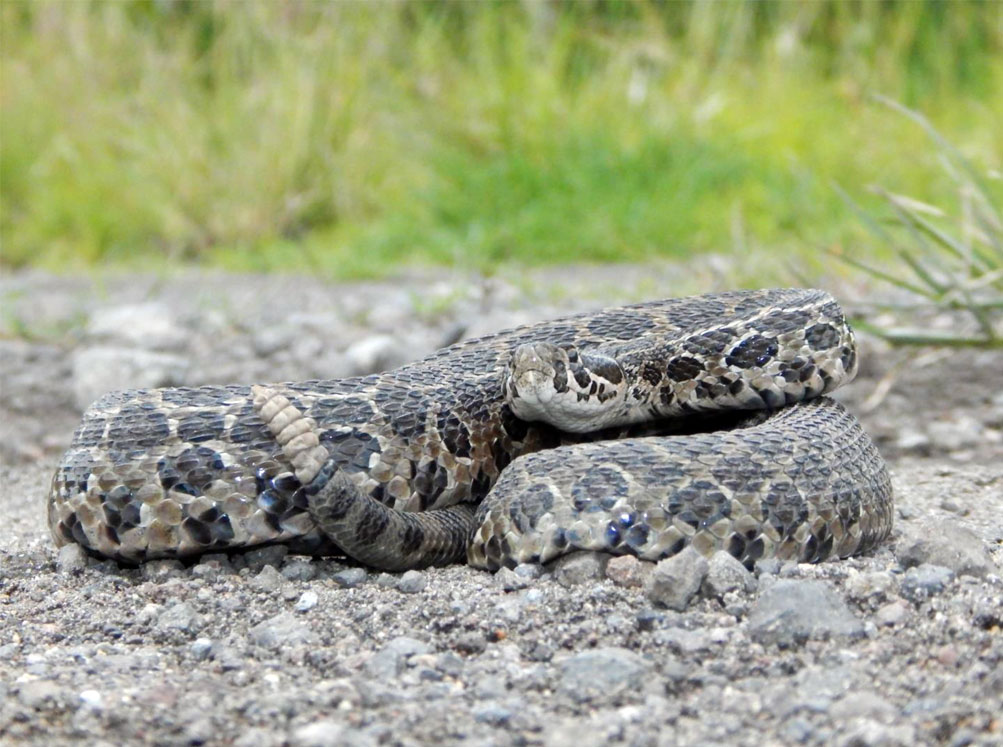 Serpiente de cascabel ocelada (Crotalus polystictus) en posición defensiva mientras mueve su cascabel (señal aposemática sonora).