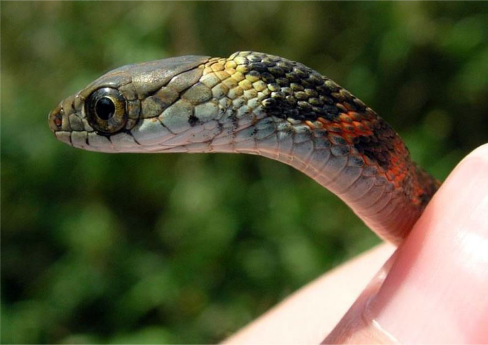 Cría de la serpiente tigre de dorso quillado (Rhabdophis tigrinus).