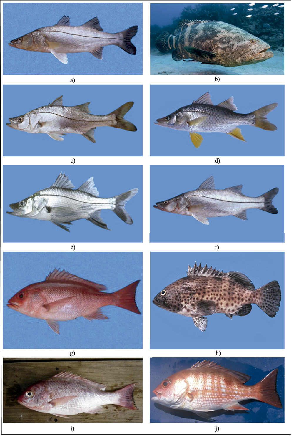 Especies del
Pacífico Sur de México dentro de las categorías Muy Alta y Alta de elección