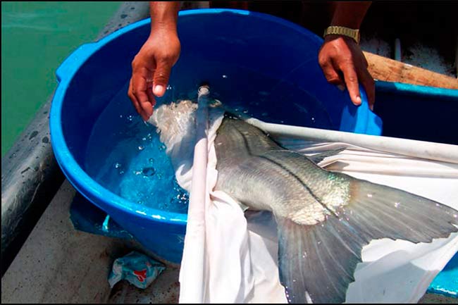 Anestesiado
de C. nigrescens con benzocaína en
agua marina