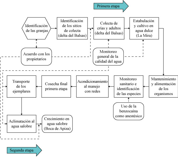 Secuencia de las etapas
abarcadas en el estudio