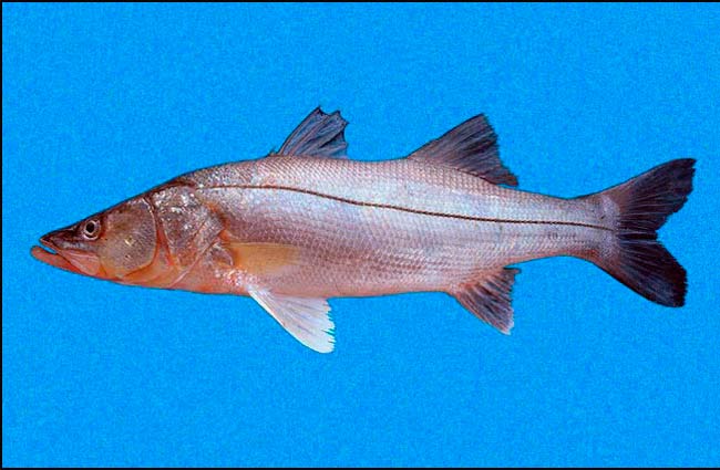Robalo prieto
del Pacífico Oriental (Centropomus
nigrescens)