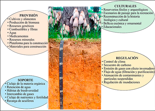 Servicios ambientales proporcionados por el
suelo
