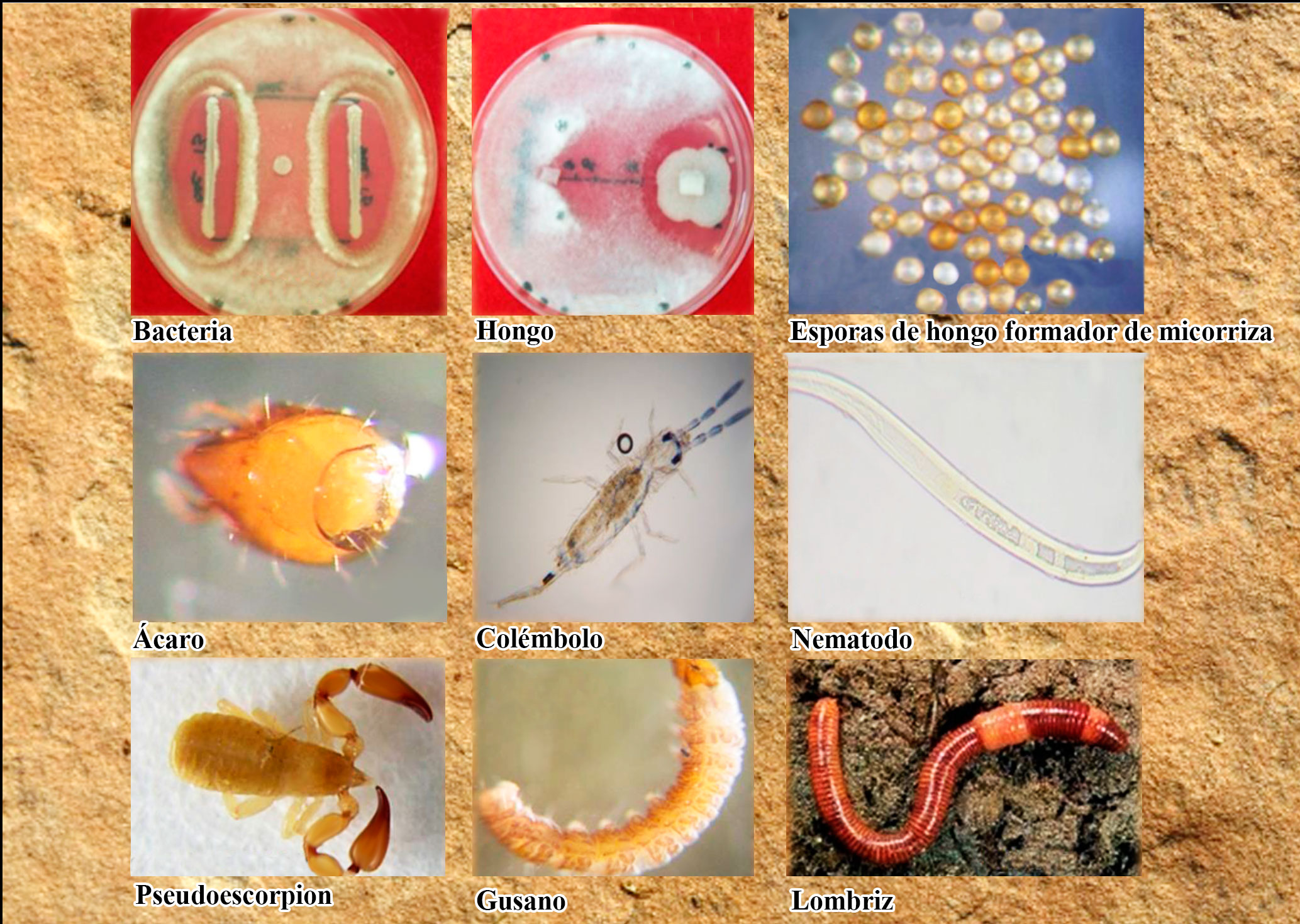 El suelo como un reservorio de fauna y
microorganismos