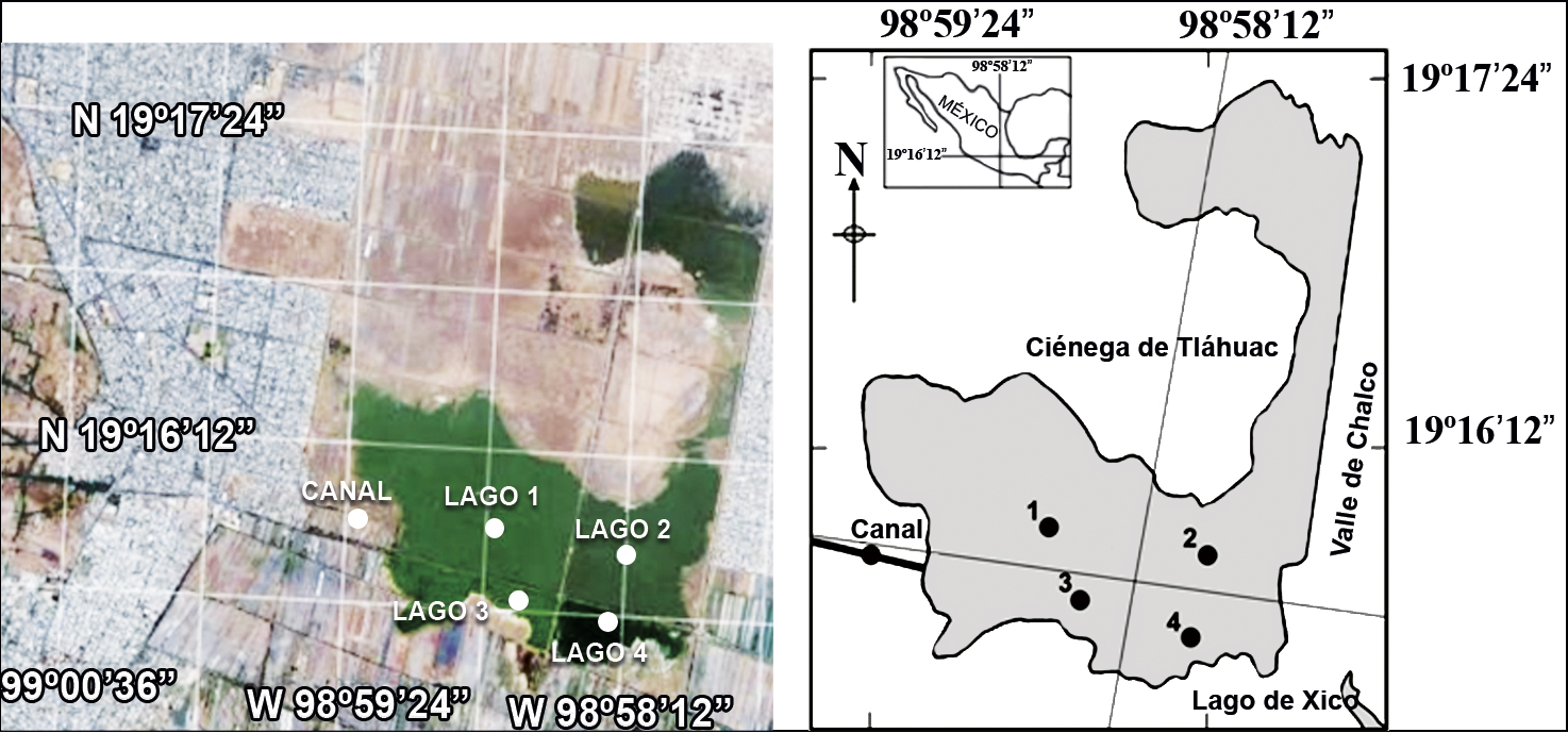 Imagen satelital (Google) y la ubicaci&oacute;n
del &aacute;rea de estudio con las estaciones de muestreo en la Ci&eacute;nega de Tl&aacute;huac