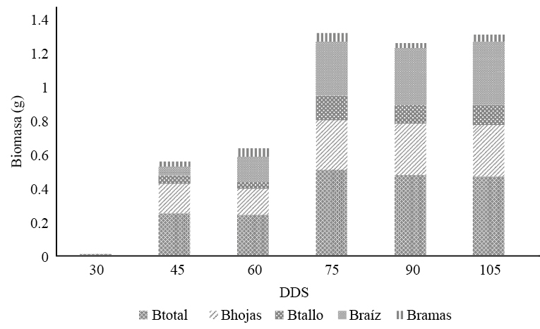 Biomasa (B) por componente de cada &aacute;rbol y d&iacute;as despu&eacute;s de su germinaci&oacute;n (DDS)