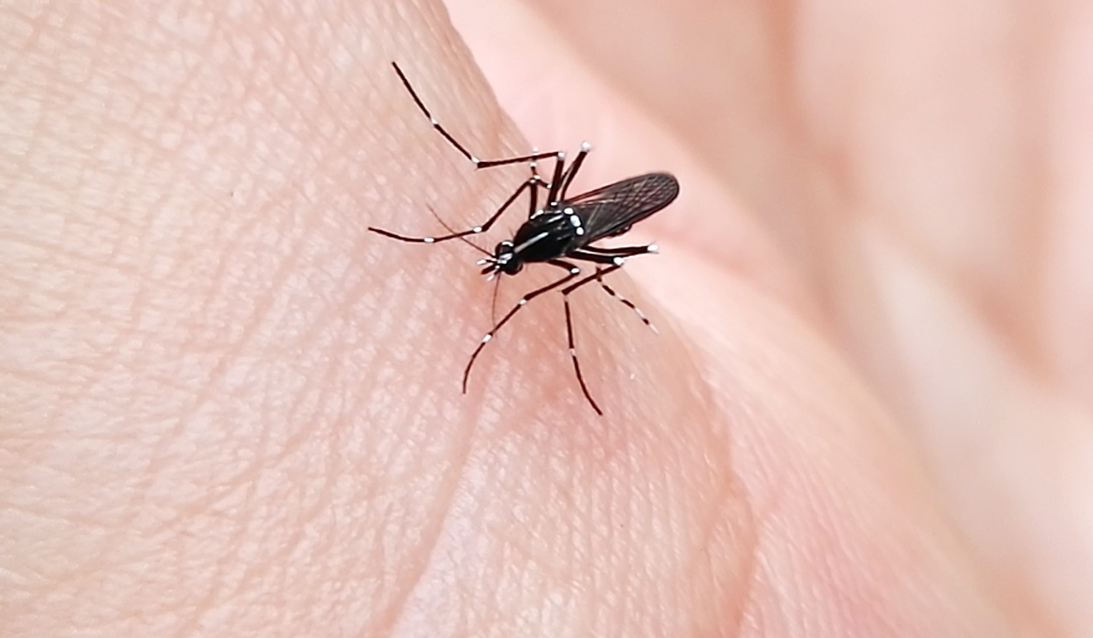 Aedes albopictus (Diptera: Culicidae) 