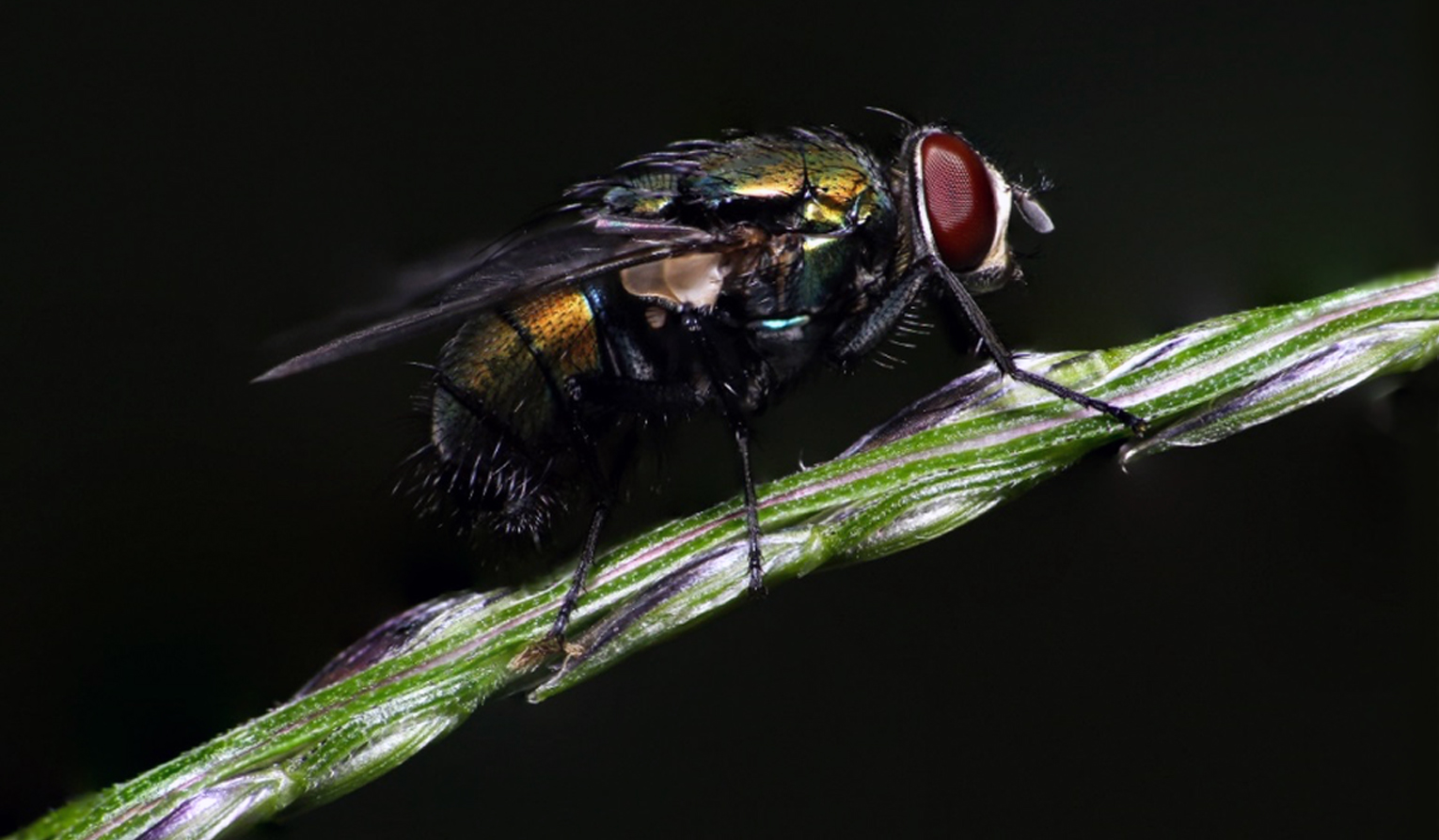 Lucilia cuprina (Calliphoridae) 