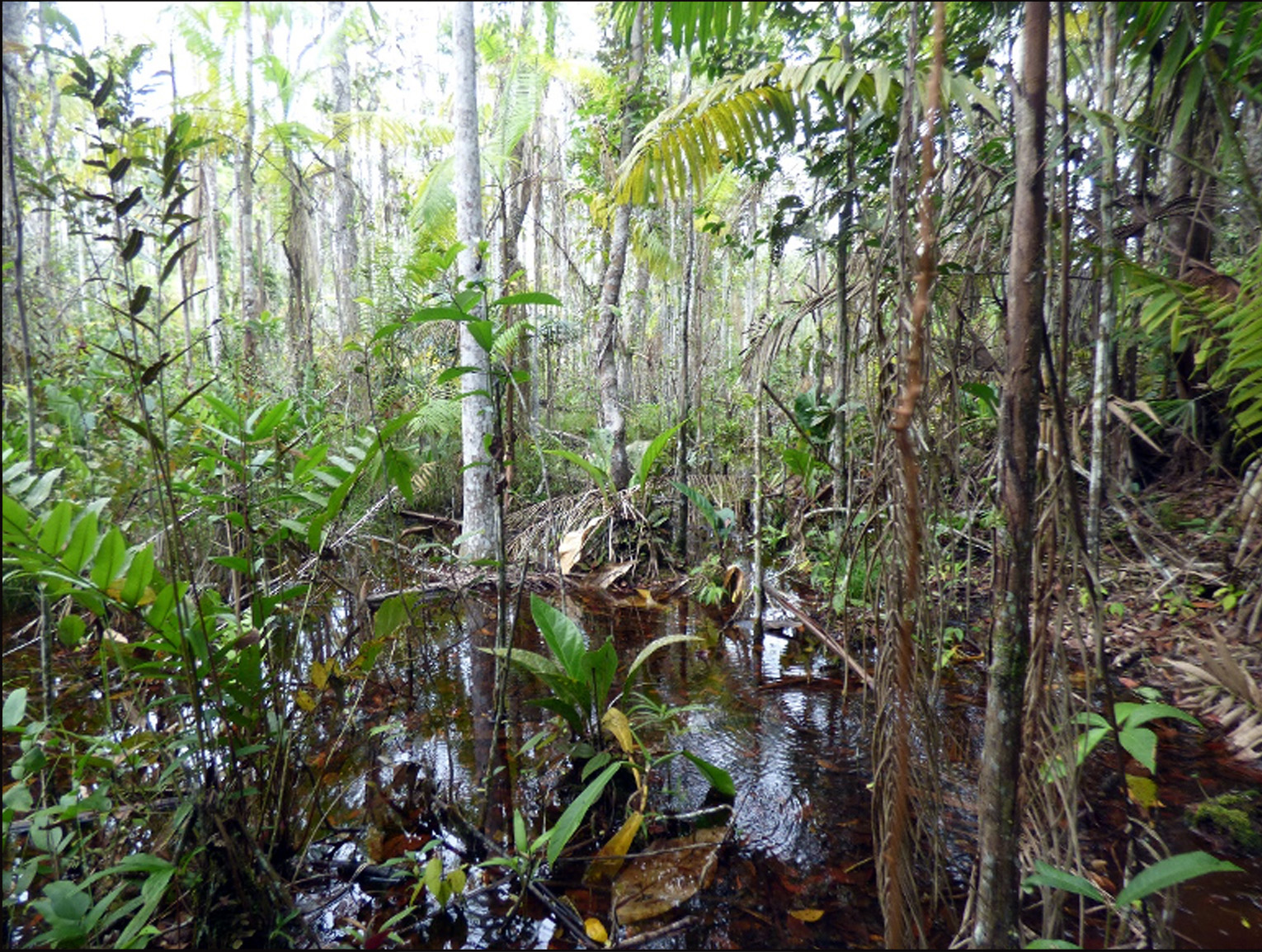 Pantano de turbera de palmeras (aguajal) permanentemente inundado en &eacute;poca de estiaje, Valle del Alto Mayo, Per&uacute; 