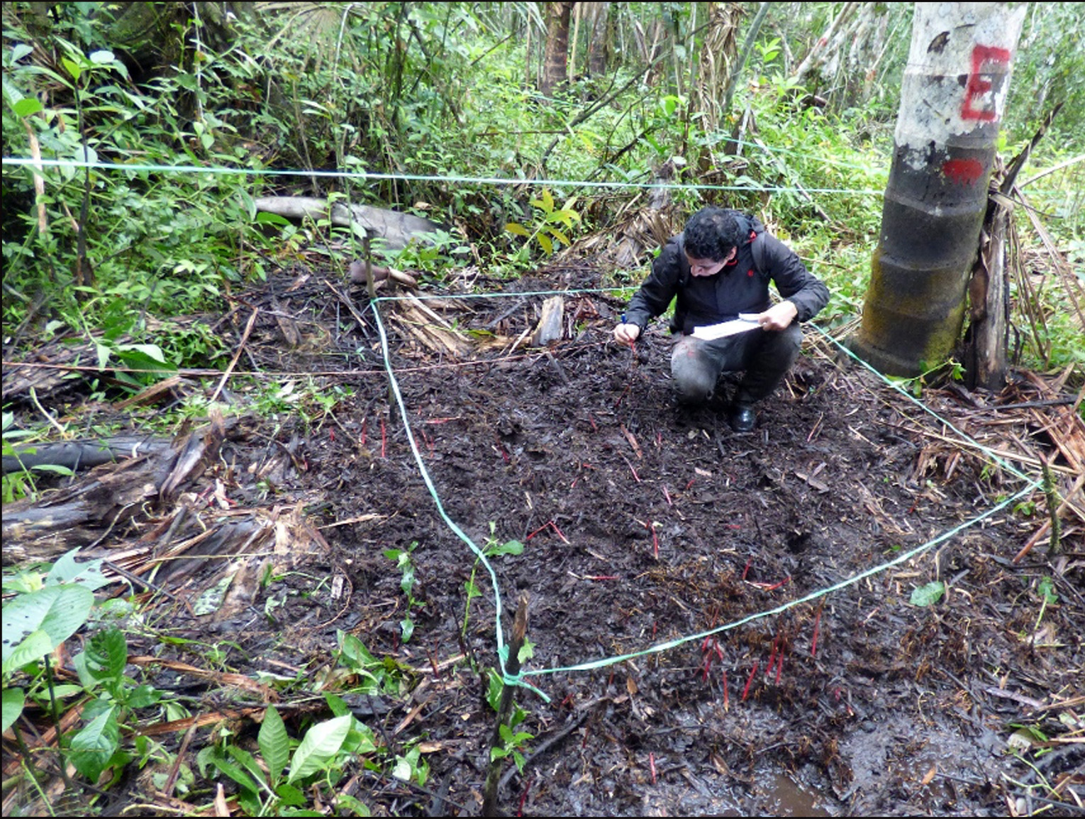 Suelo con materia org&aacute;nica parcialmente descompuesta (turba) 