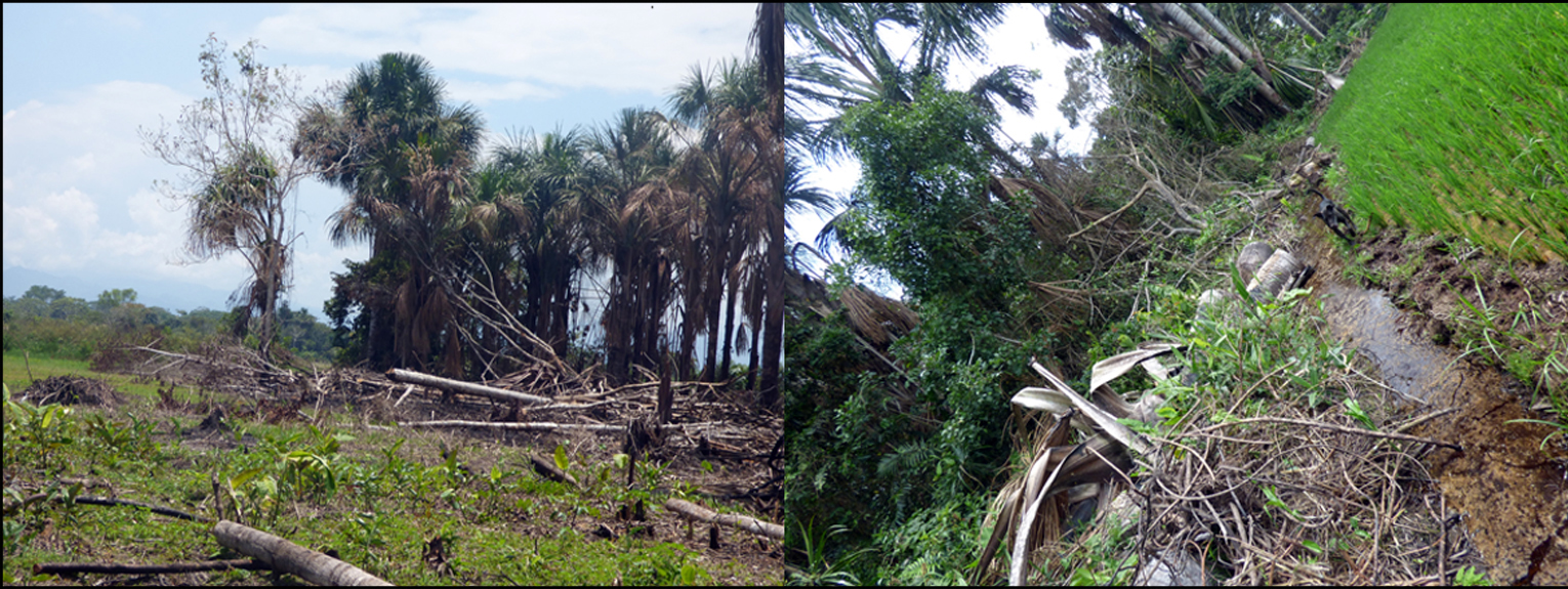 Destrucci&oacute;n de aguajales en el Valle del Alto Mayo por cambio de uso de suelo para cultivo de arroz 