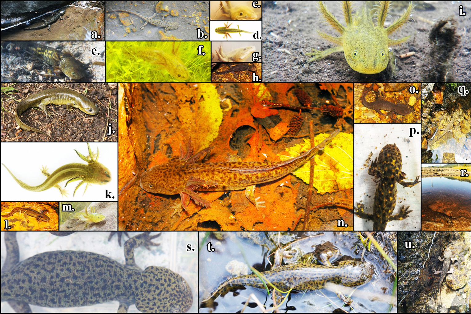 Imgenes de algunas especies de ajolotes presentes en Mxico 