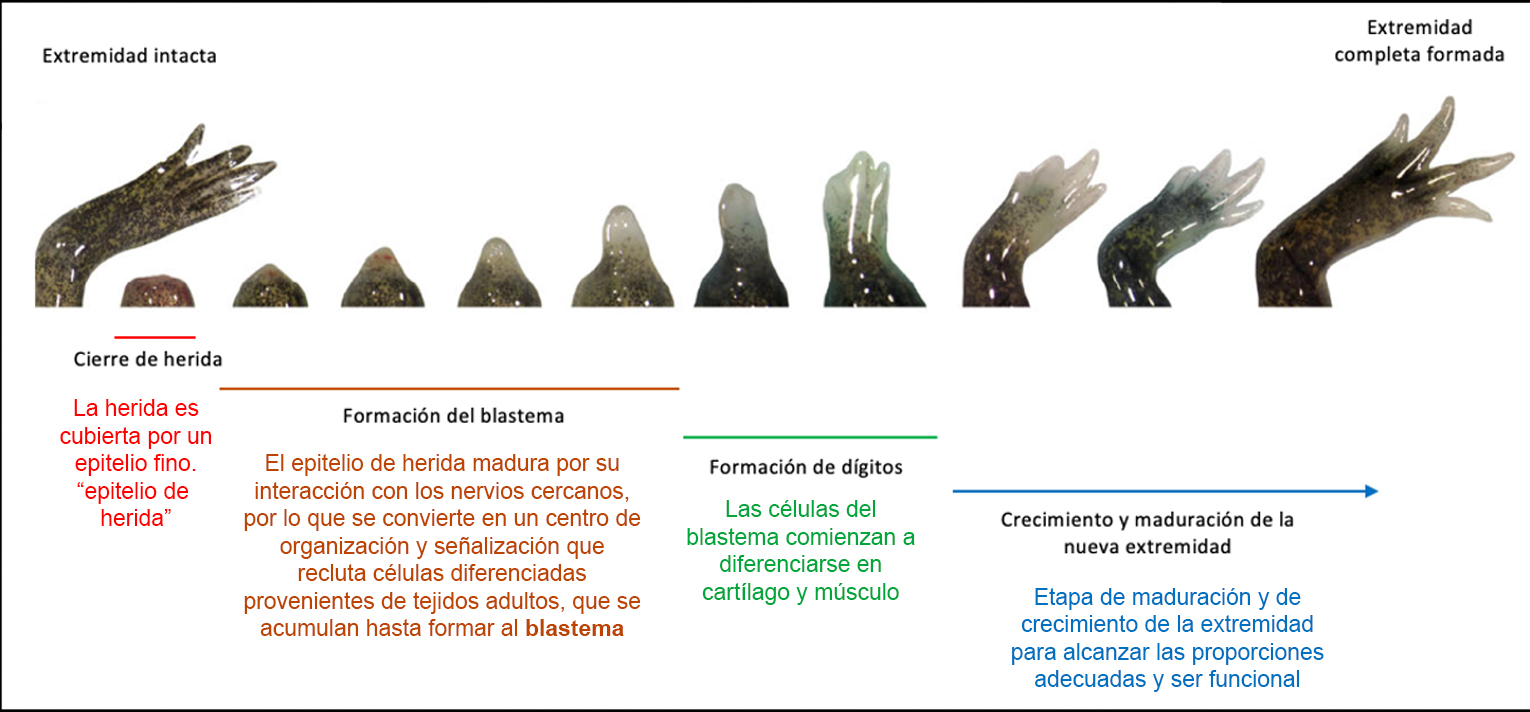 Desarrollo y formacin del blastema durante la regeneracin de la extremidad de ajolote 