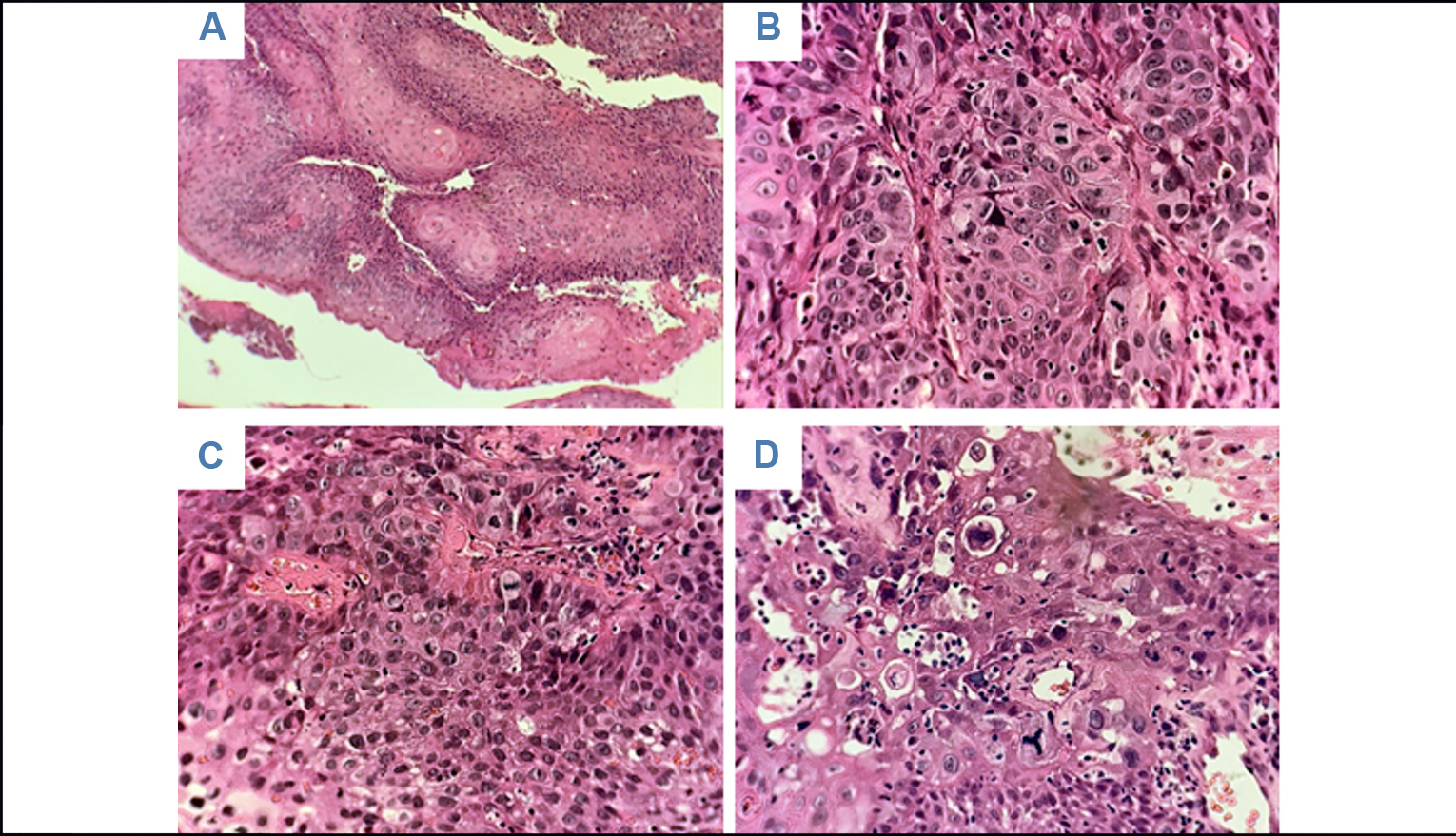 Fotograf�as microsc�picas