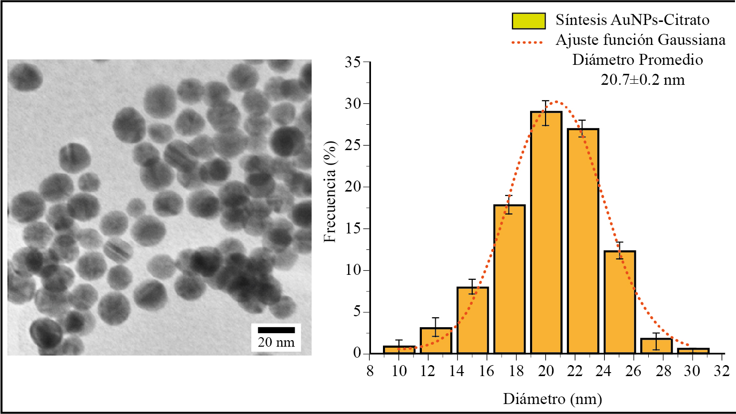 Micrograf�a obtenida de las AuNPs sintetizadas por microscop�a electr�nica de barrido e histograma de frecuencias por conteo de micrograf�as