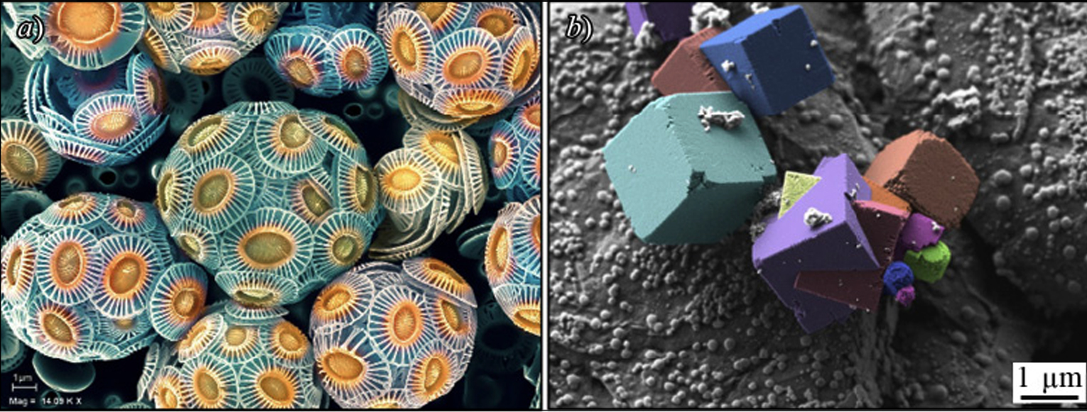 Primer y segundo lugar del concurso de micrografas organizado por ZEISS