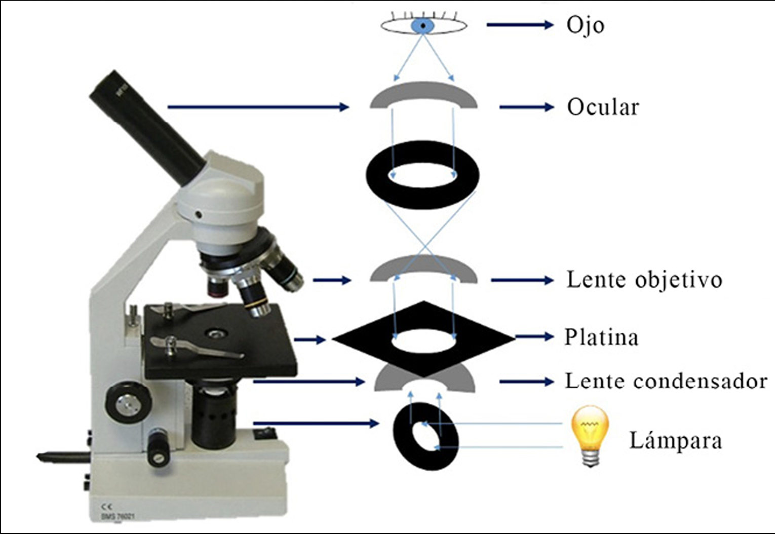 Diagrama de un microscopio compuesto