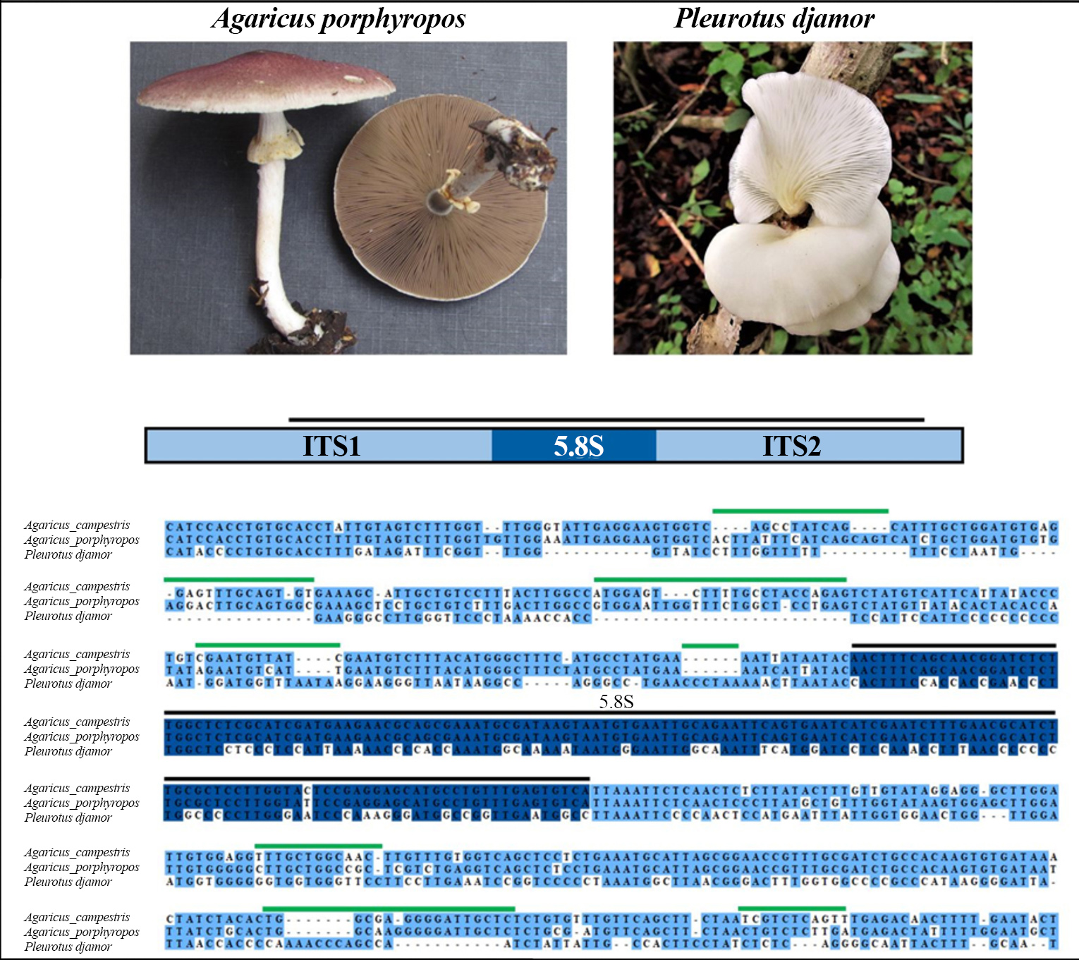 Comparaci�n de regiones ITS de 2 especies de hongos del g�nero Agaricus y de Pleurotus