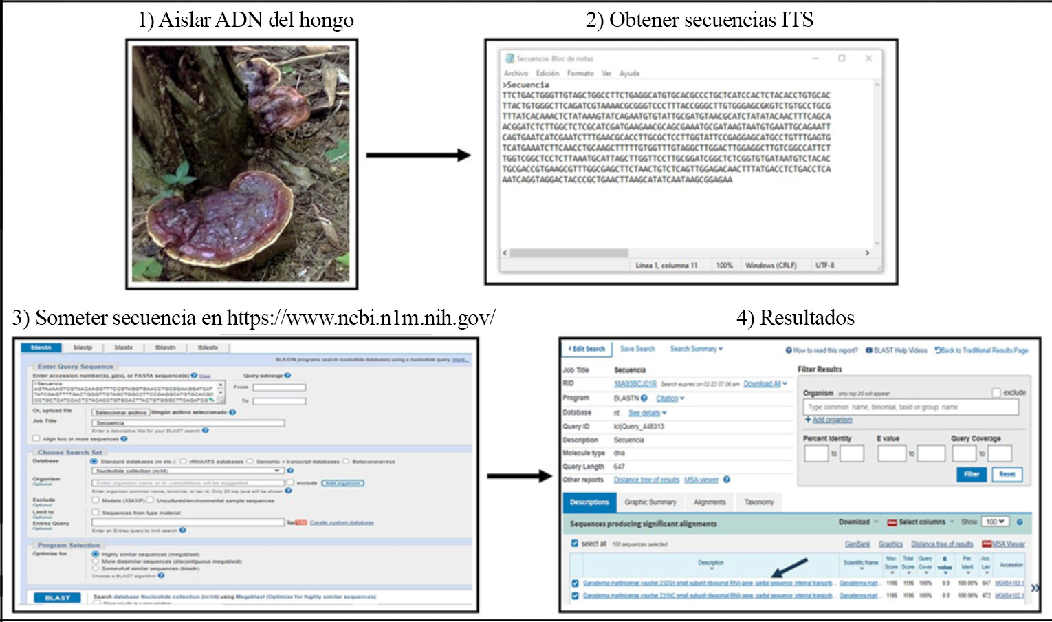Proceso de identificaci�n de un hongo a partir de la secuencia de la regi�n ITS