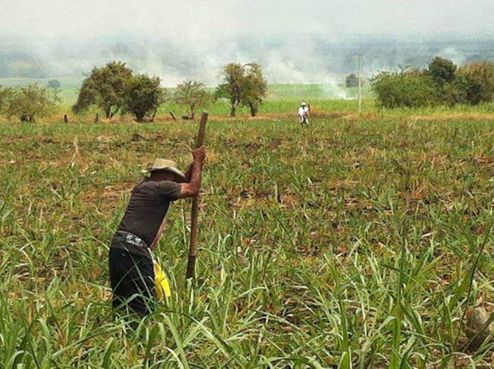 Un participante de la Minga de Liberación de la Madre Tierra planta semillas en la tierra que han recuperado de los ingenios cañeros, mientras al fondo el Esmad dispara gas lacrimógeno a otros participantes. El hombre dijo: “Cada vez que tumbo la caña con mi machete, recuerdo la tierra que nos quitaron y me da más fuerza”.
