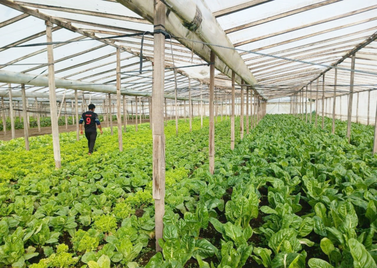 Espacio bajo cubierta (invernadero) de una quinta del cord�n productivo platense