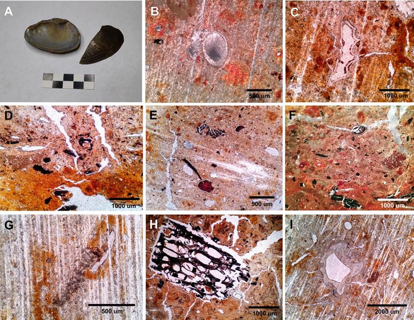 Rasgos micromorfol�gicos del suelo en el sitio Toribio