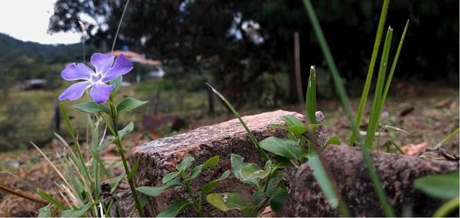 La flor de la vinca, en el cementerio de San Miguel de Sema