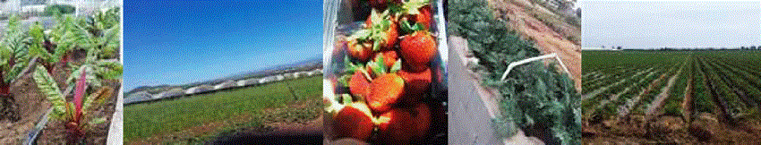 Cultivos del Valle de San Quintín