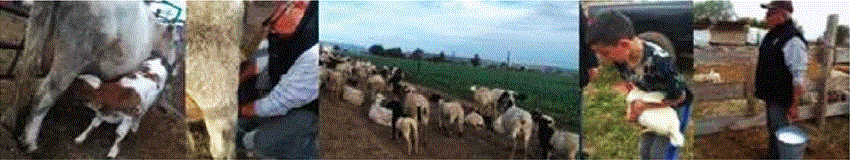 Actividades pecuarias del Valle de San Quintín