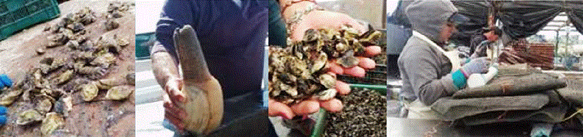 Producción de ostión y otras especies del Valle de San Quintín