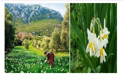 Field of Wild Narcissus (Narcissus Pseudonarcissus)