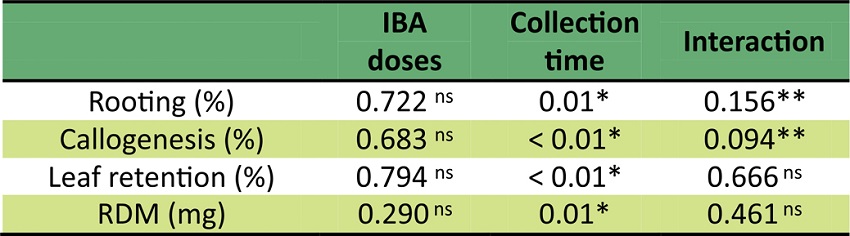 Analysis of variance of IBA doses and collection time of cuttings from Campomanesia aurea.