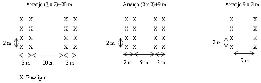 Esquema dos arranjos de Eucalipto no sistema agrossivilpastoril.