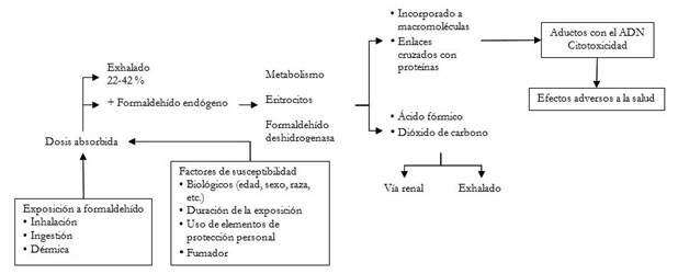 Toxicocin&eacute;tica del formaldeh&iacute;do