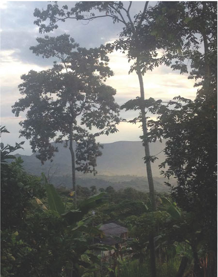 Paisaje de hacienda cafetera en Viot&aacute;, Cundinamarca