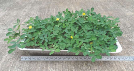 Prototipo con maní forrajero