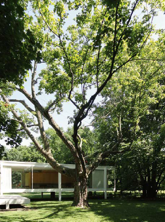 &Aacute;rbol de arce originario de la parcela. Mies ubica la casa a su lado para protegerla del sol en el verano.