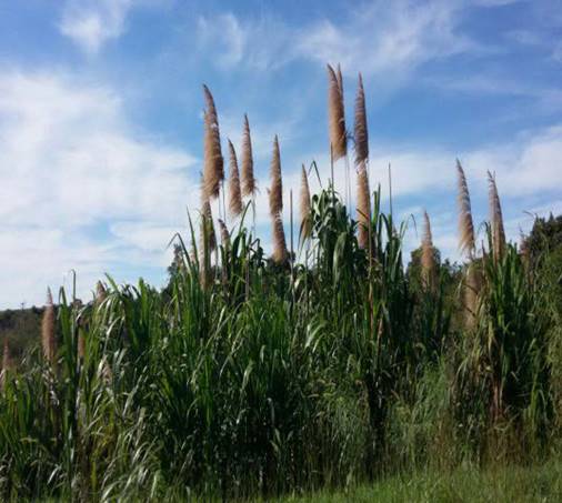 Cultivo de ca&ntilde;a flecha (Gynerium sagittatum) en Sampu&eacute;s, Sucre, Colombia.