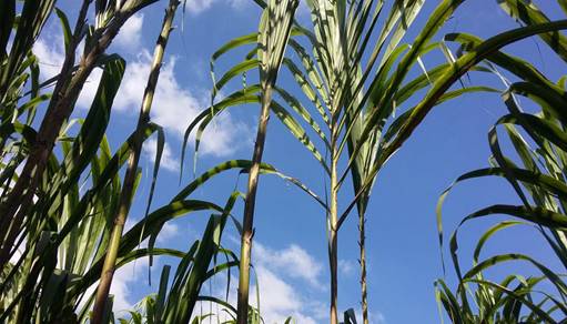 Ca&ntilde;a flecha (Gynerium sagittatum) en Sampu&eacute;s, Sucre, Colombia.