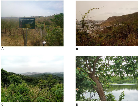A. Bosque Papagayo, zona de expansi�n noroeste de Guayaquil; B. Bosque Para�so, colindante con Ciudadela Para�so; C y D. Bosque Prosperina, colindante con Ciudadela Ceibos Norte