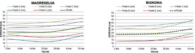 Espesores por punto y promedio