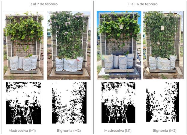 Resultado del procesamiento de im�genes de cobertura vegetal en ambos periodos de medici�n