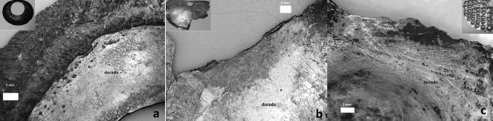 Algunas de las narigueras bimet&aacute;licas se encuentran en distintos estadios de conservaci&oacute;n debido a la mineralizaci&oacute;n de la plata: (8a) nariguera MOP 2099 muy corro&iacute;da pero todav&iacute;a completa; (8b) nariguera MNAAHP 3697 con la parte en plata incompleta; (8c) nariguera MNAAHP 3701 limitada hoy a su parte dorada