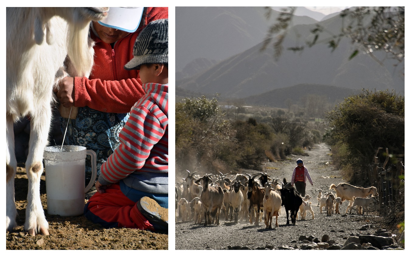 Extracción de leche en el corral (izquierda), y escena de pastoreo asociado a la zona de restrojos (derecha)